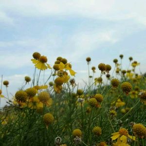 Meet your Posher, Kira